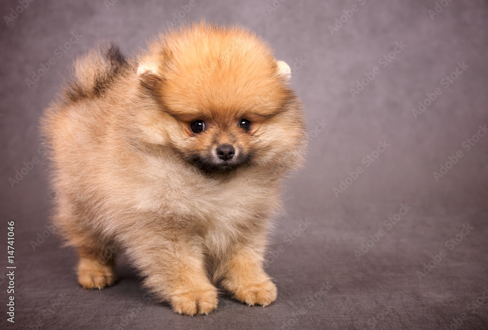 Puppy of the spitz-dog