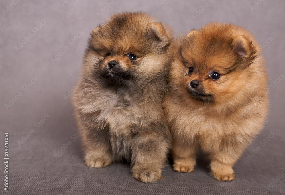 Two puppies of the spitz-dog Two puppies of the spitz-dog