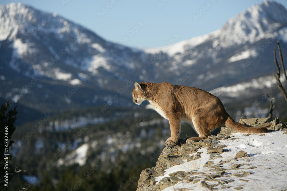 Fototapeta premium Mountain Lion on Cliff
