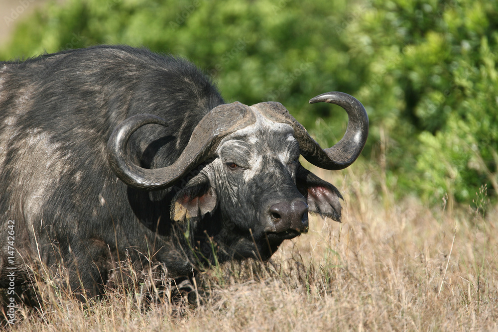Cape Buffalo in Masai Mara Cape Buffalo in Masai Mara