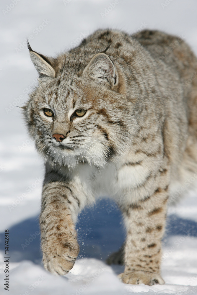 North American Bobcat Running in Snow North American Bobcat Running in Snow