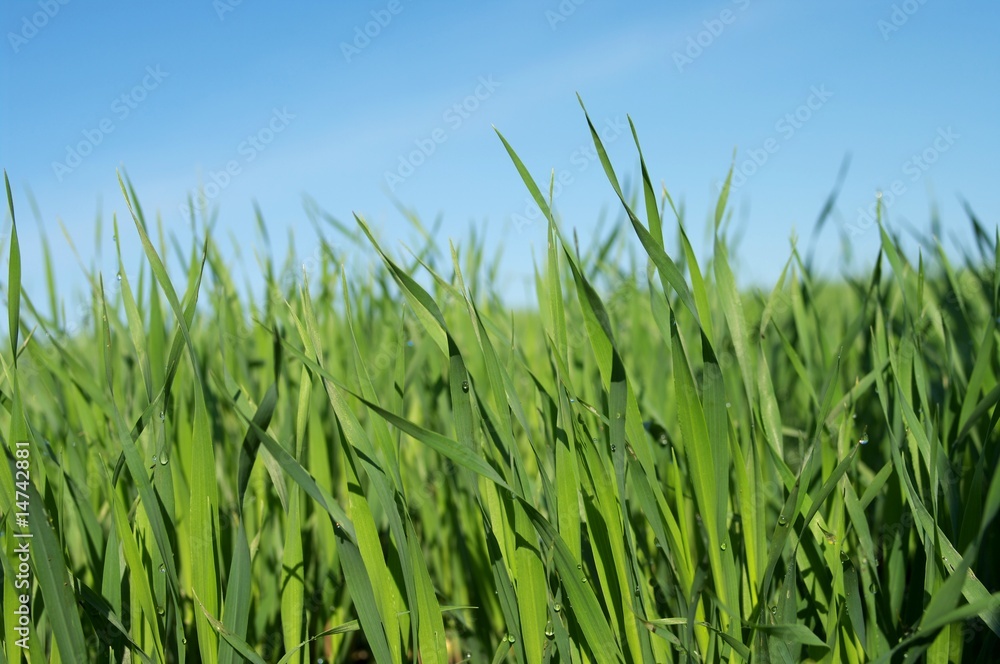 grass