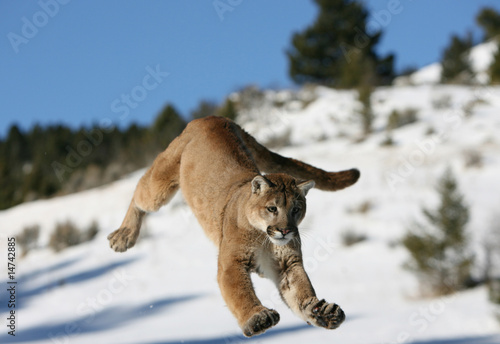 Mountain Lion jumping