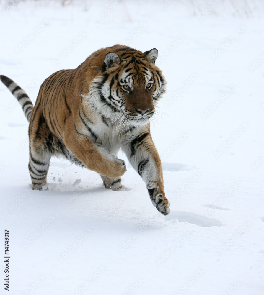 Obraz premium Siberian Tiger Running in Snow