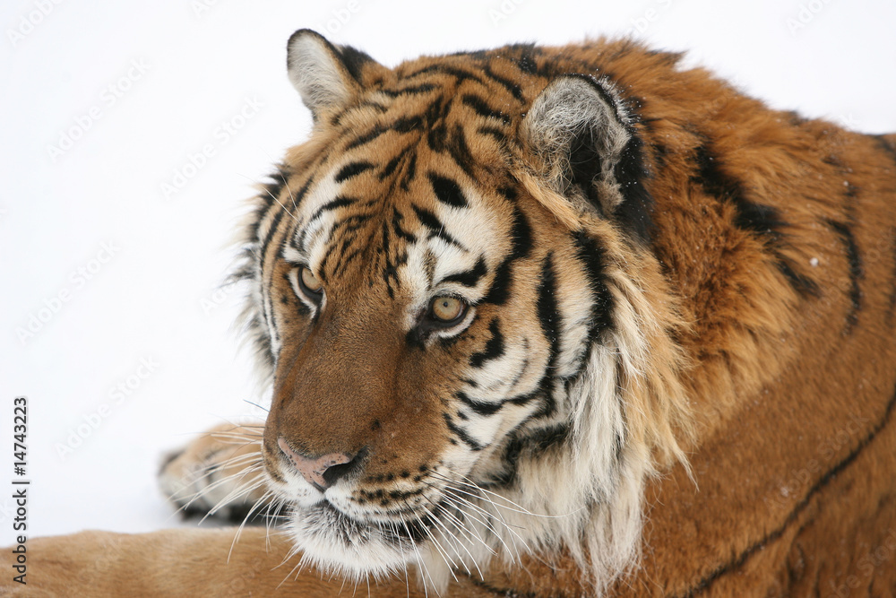 Fototapeta premium Siberian Tiger in snow