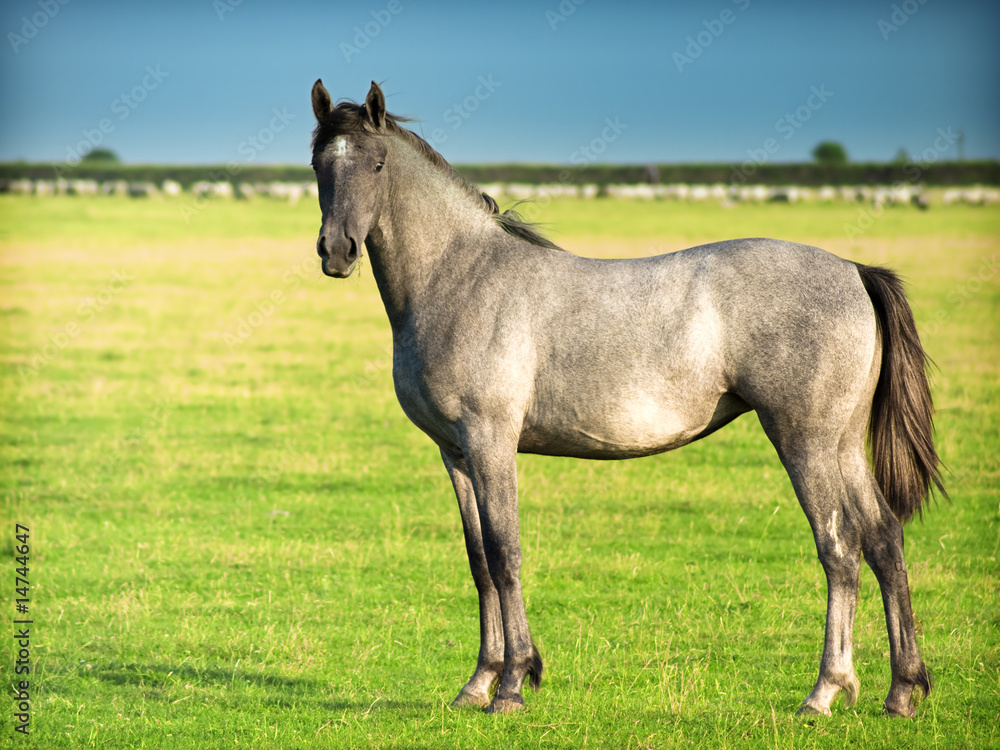 Horse Horse