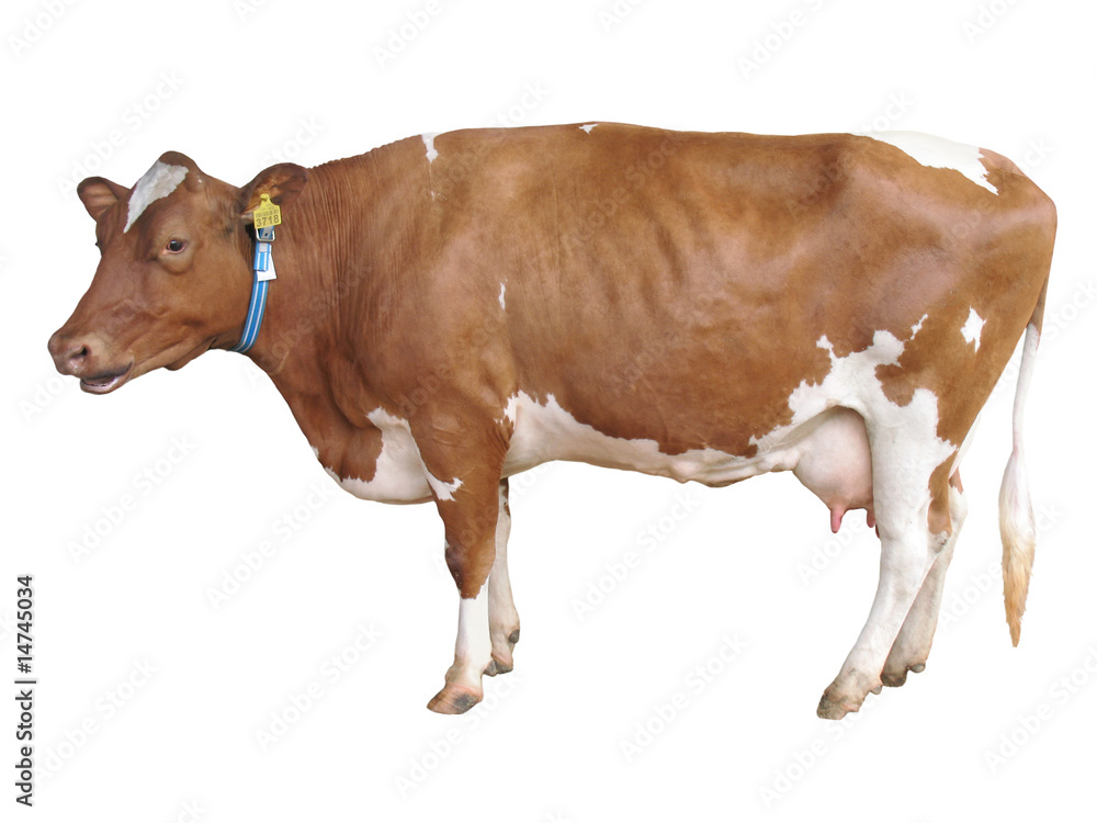 milch cow isolated on white milch cow isolated on white