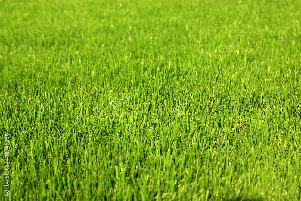 Healthy grass background Healthy grass background