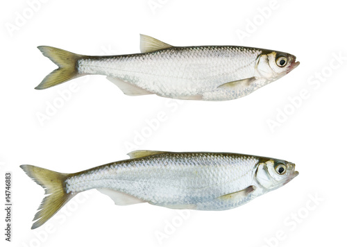 Two images of one live freshwater fish on white