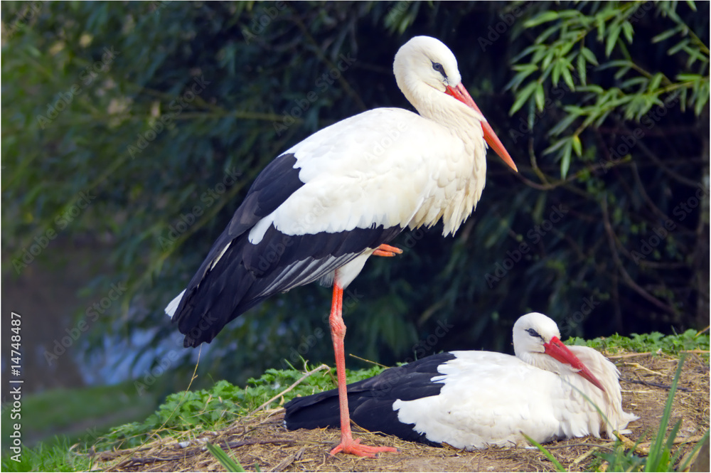 Fototapeta premium Pareja de Cigueñas