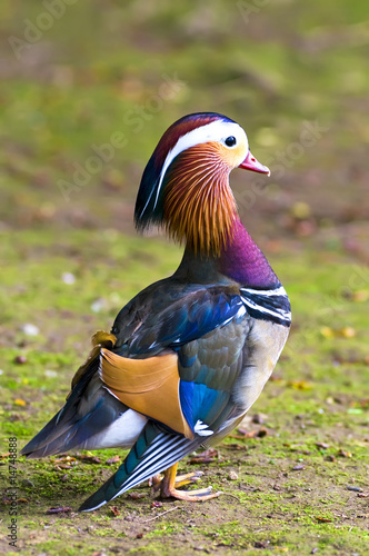 pato mandarin