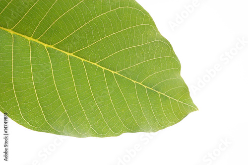 arboreal green leaf