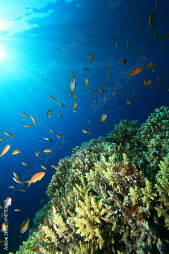 Coral Reef and Tropical Fish in Blue Water