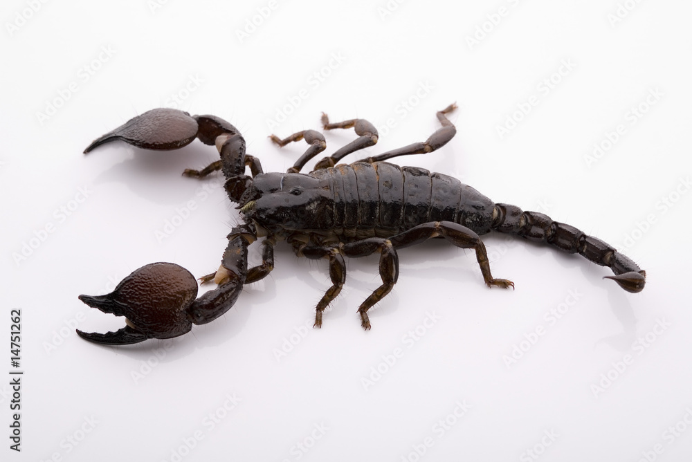 Insect Insect
