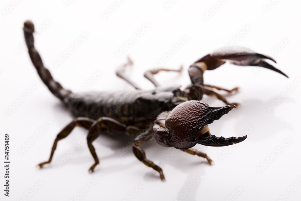 Emporer Scorpion Emporer Scorpion