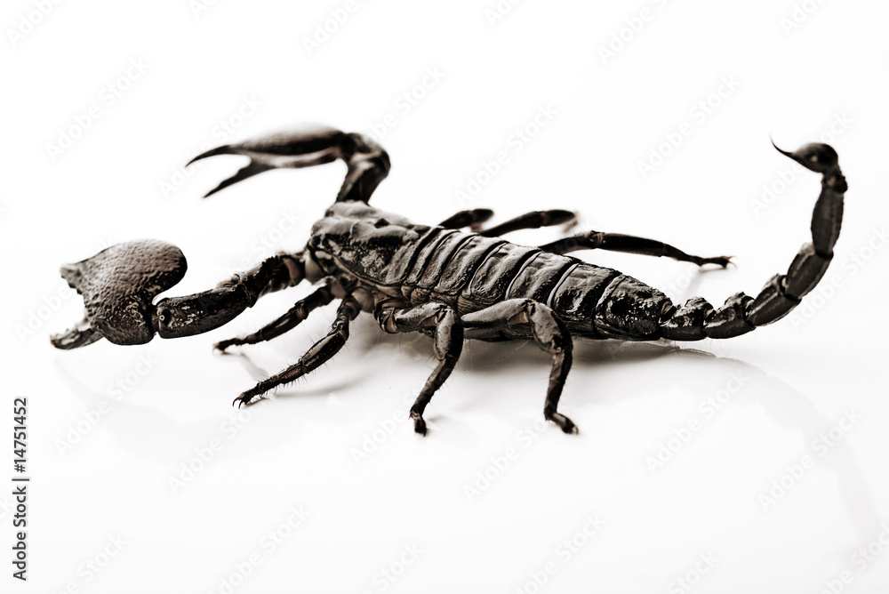 Scorpion Scorpion