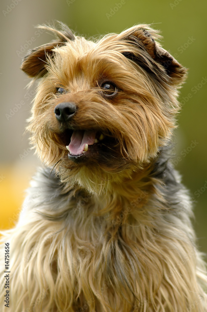 Yorkshire terrier Yorkshire terrier