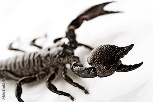 Scorpion on the white background