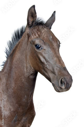 portrait of a foal isolated on a white background
