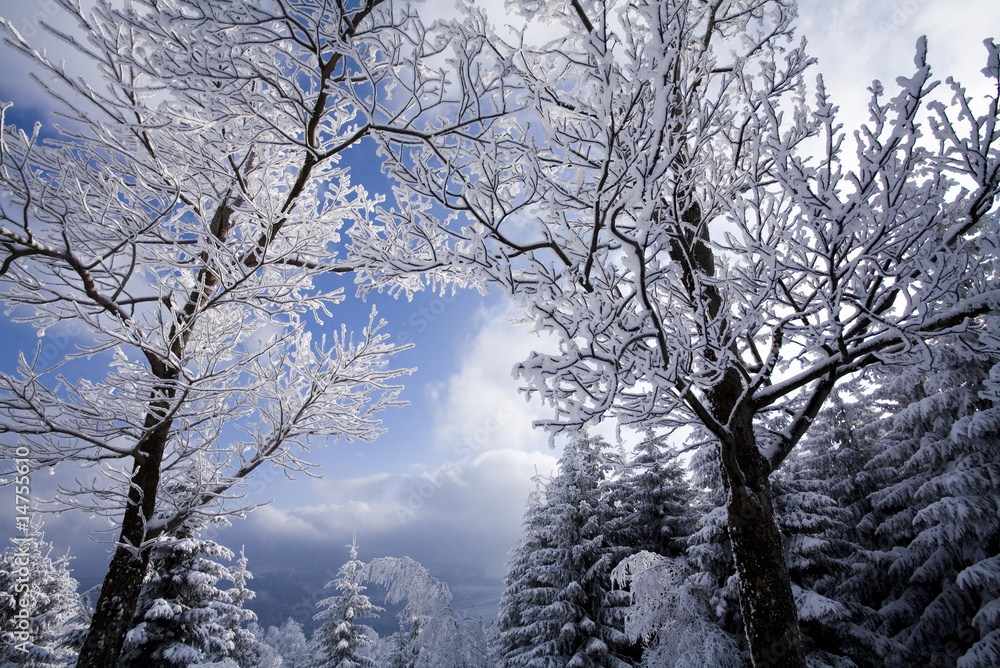 Winter wonderland Winter wonderland