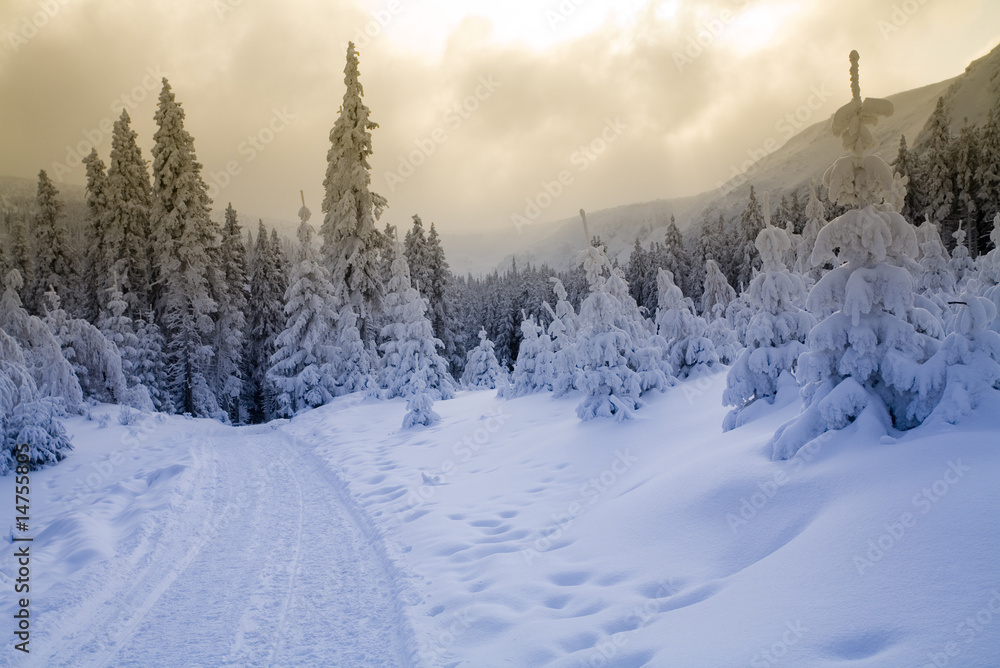 Fototapeta premium Winding road through winter forest