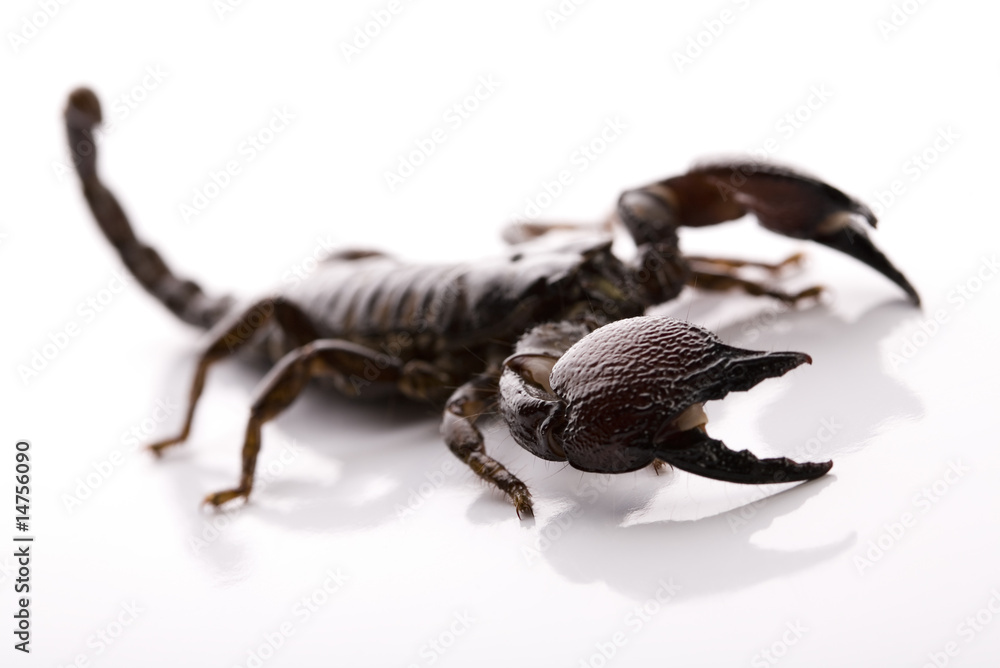 Emporer Scorpion Emporer Scorpion