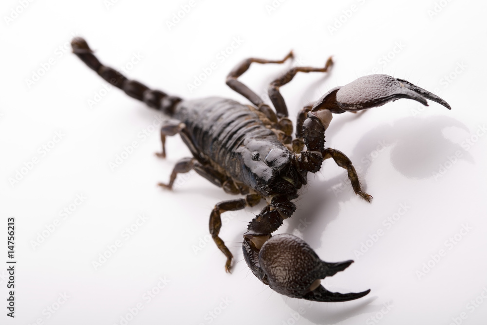 Scorpion - isolated on white Scorpion - isolated on white