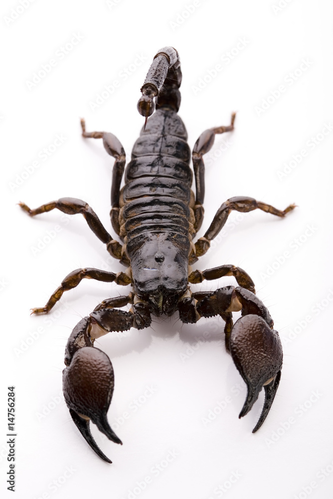 Scorpion - isolated on white Scorpion - isolated on white