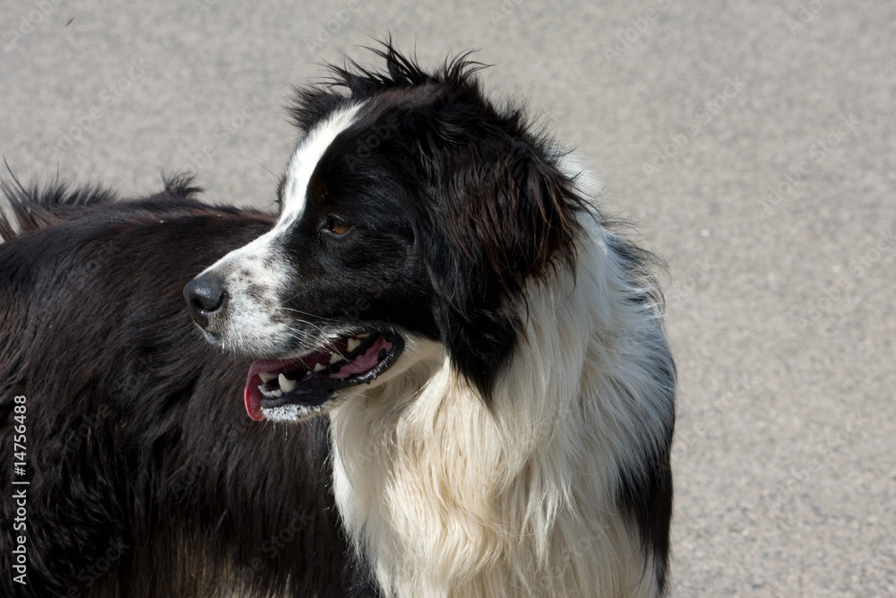 Fototapeta premium Cane