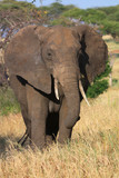 Afrikanischer Elephant