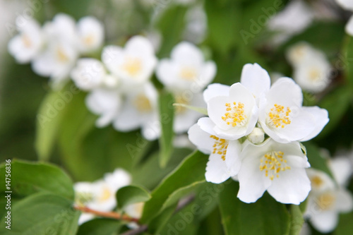 Fotografie, Obraz spring flowers - white flower jasmine