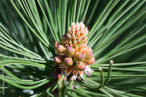 Birth of a Pine Cone