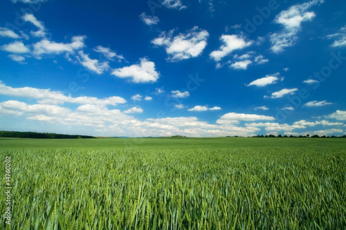 Spring field