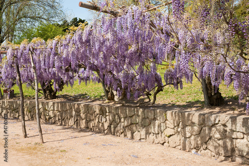 Wisteria pergola