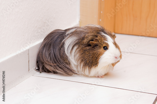 long haired guinea pig sitting on a floor