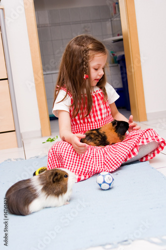 little girl laying with two guinea pigs
