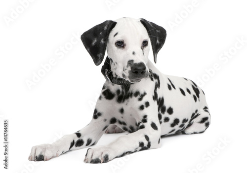 Dalmatian puppy