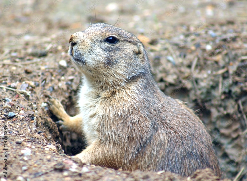 Fototapeta premium Mouth looking from hole