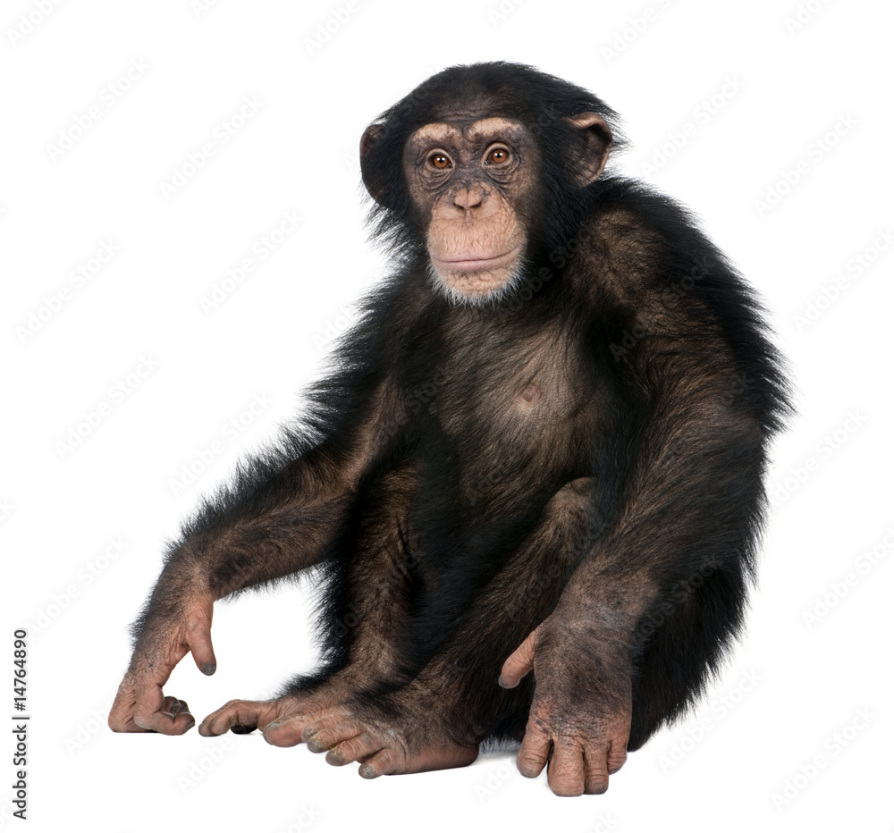 Naklejka premium Młody szympans - Simia troglodytes (5 lat)