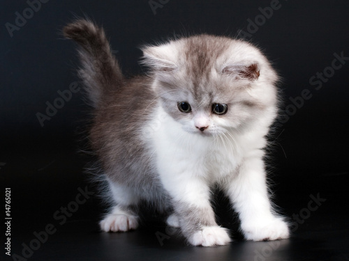 Scottish Straight breed kitten