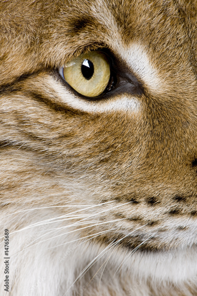 Obraz premium Eurasian Lynx - Lynx lynx (5 years old)