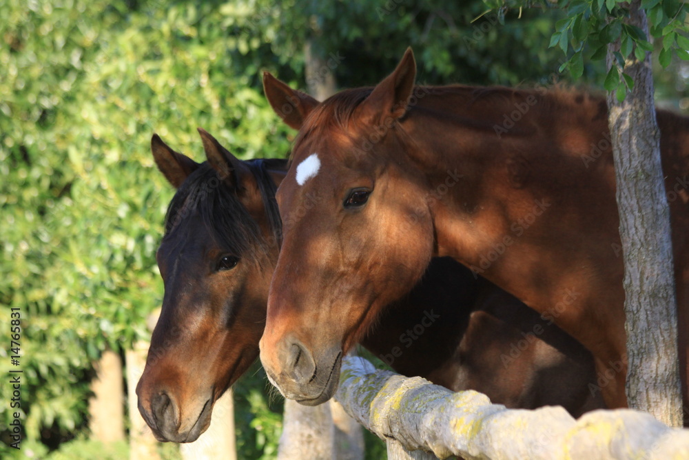 Fototapeta premium neugierige weidekollegen