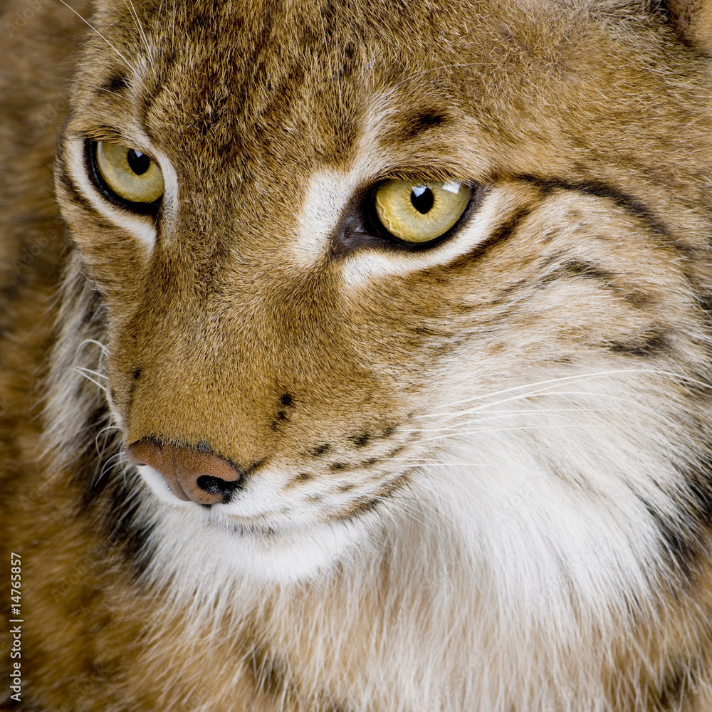 Fototapeta premium Eurasian Lynx - Lynx lynx (5 years old)