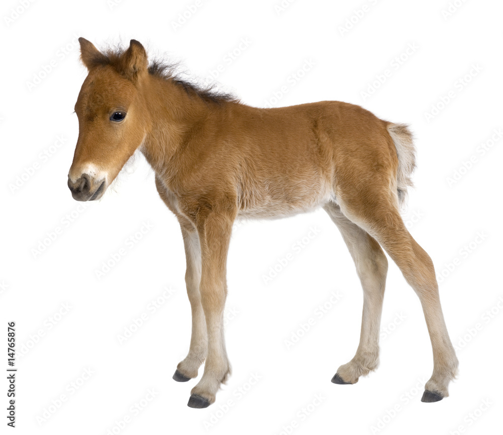 Foal (4 weeks old)