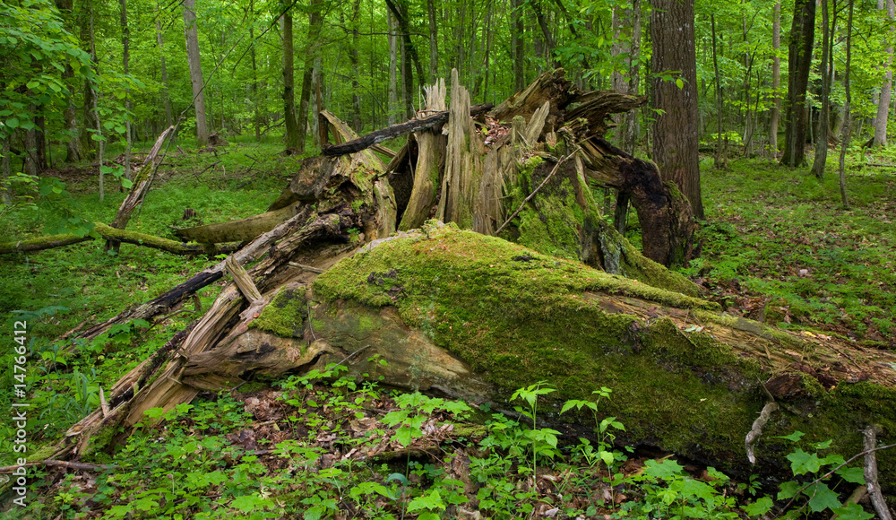 Deciduous stand of Bialowieza Forest Deciduous stand of Bialowieza Forest