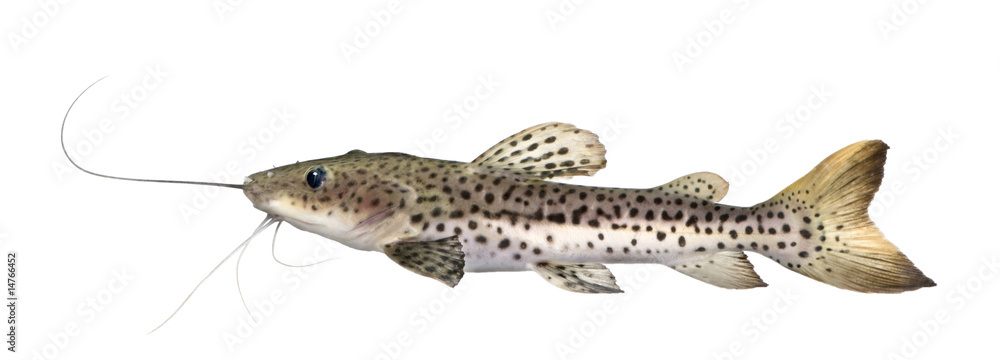 Naklejka premium Catfish - Pseudoplatystoma fasciatum