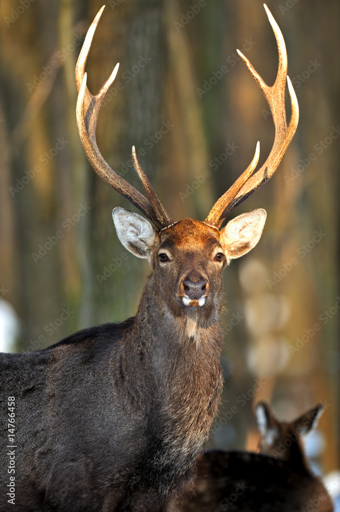 Obraz premium Deer