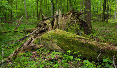 Deciduous stand of Bialowieza Forest