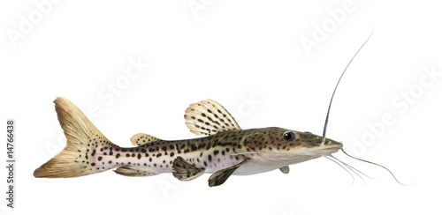 Catfish - Pseudoplatystoma fasciatum