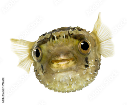 Long-spine porcupinefish also know as spiny balloonfish - Diodon photo